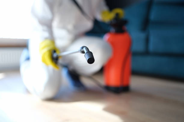Best Attic Mold Removal  in Helena Valley Northeast, MT
