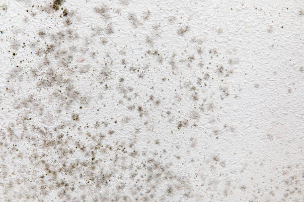 Best Emergency Mold Remediation  in Helena Valley Northeast, MT